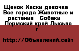 Щенок Хаски девочка - Все города Животные и растения » Собаки   . Пермский край,Лысьва г.